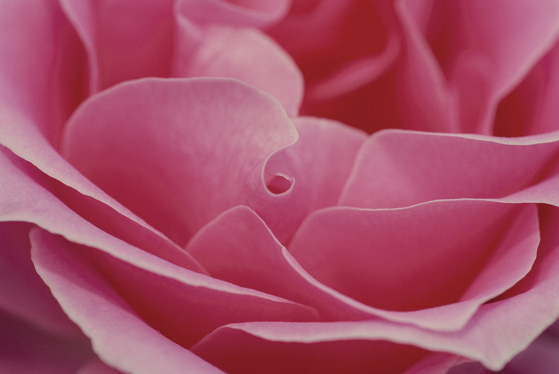 Close-up Photography of Pink Rose